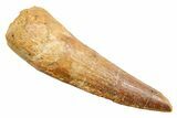 Fossil Spinosaurus Tooth - Real Dinosaur Tooth #362832-1